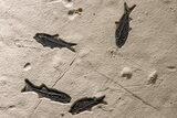 Museum Quality Fossil Fish Mortality Plate - Ready to Hang #370784-5